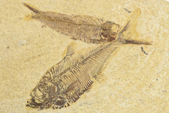 Diplomystus Fossil Fish With Knightia - Wyoming #318602